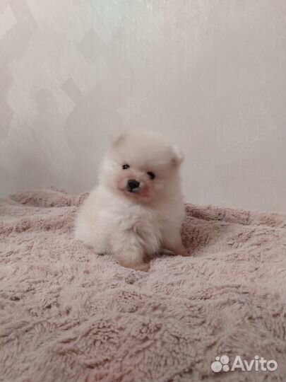 Померанский шпиц тип мишка мини