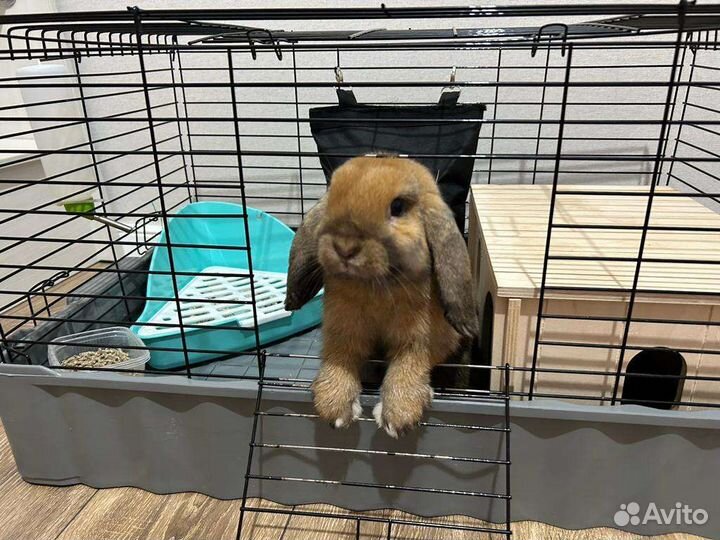 Декоративные карликовые кролики вислоухие минилоп