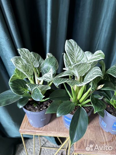 Филодендрон биркин вайт (Birkin White)