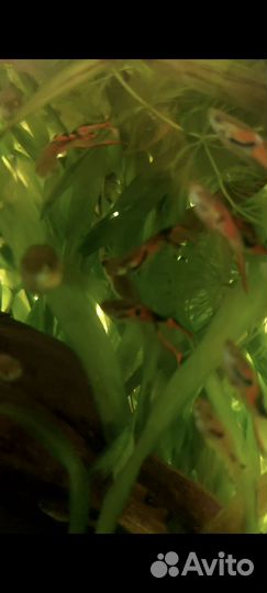 Аквариумная рыбка гуппи эндлера