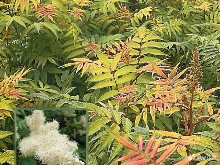 Растения для сада