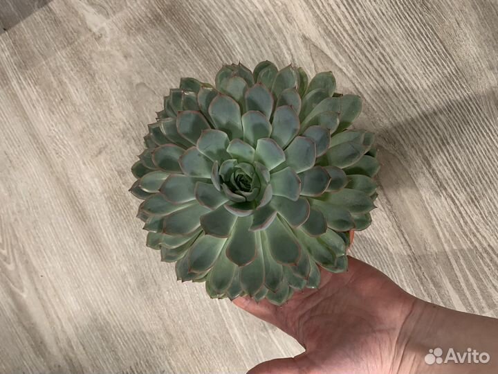 Суккуленты эхеверия