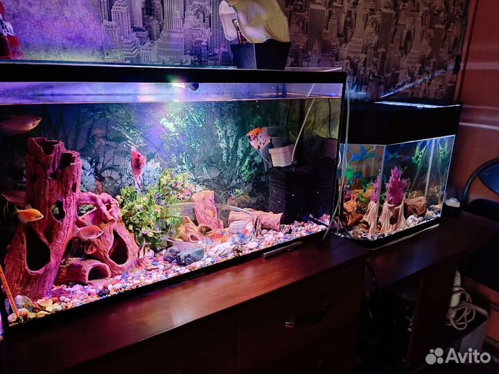 Аквариум