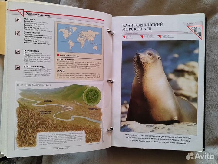 Энциклопедия 