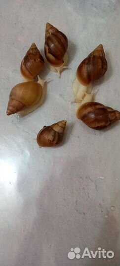 Улитки ахатины