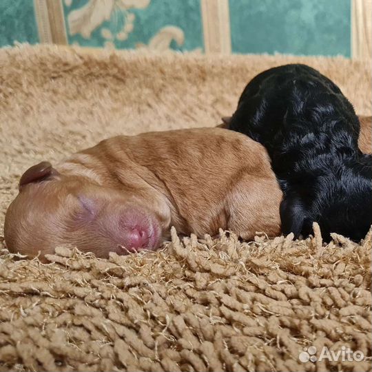 Щенки пуделя