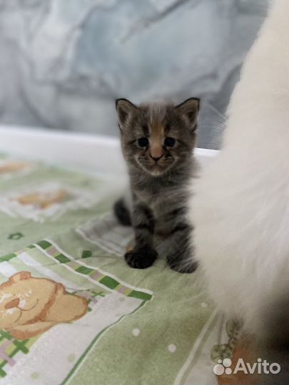 Мейн-кун девочка