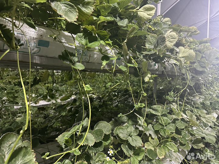 Усики клубники Кабрило ремонтадный