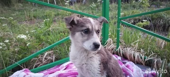 Щенки в дар