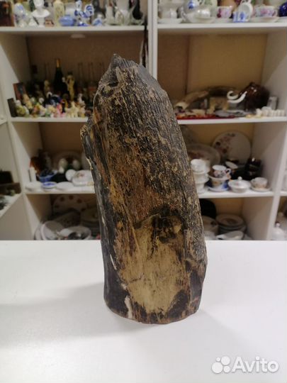 Бивень мамонта 936 гр