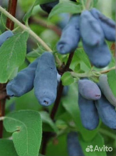 Саженцы жимолости