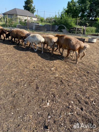 Курдючные бараны овцы