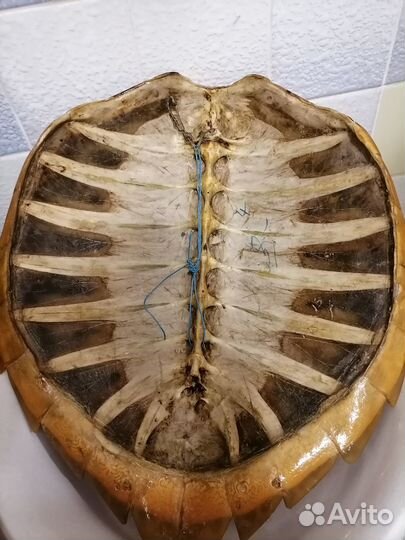 Продам панцирь черепахи