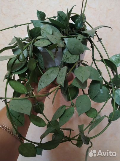 Хойя Супер эскимо, Вилбург гравес и др