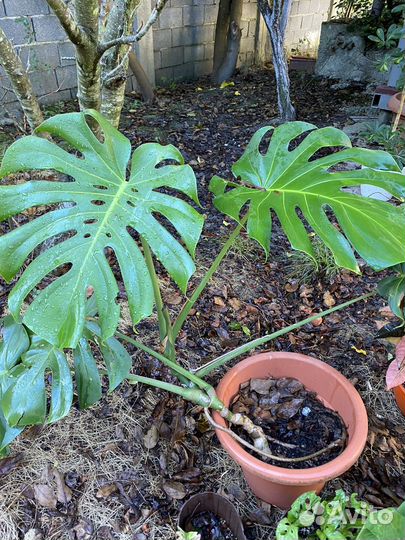 Монстера,сингониум «Бледный призрак«