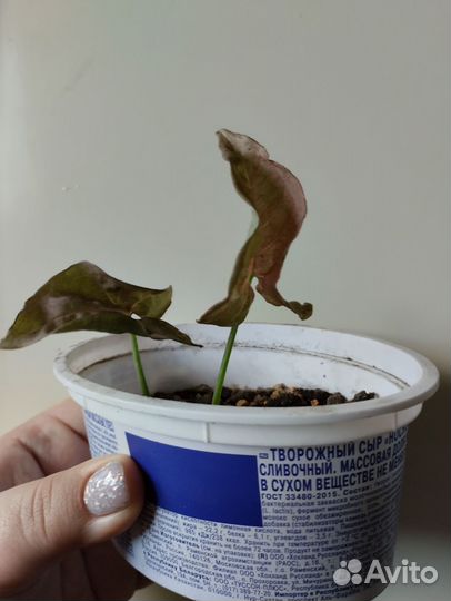 Сингониум неон пинк