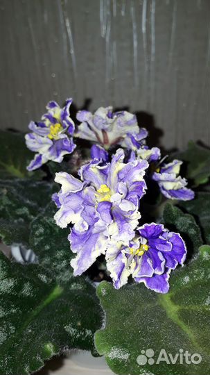 Фиалки(лист.черенки)