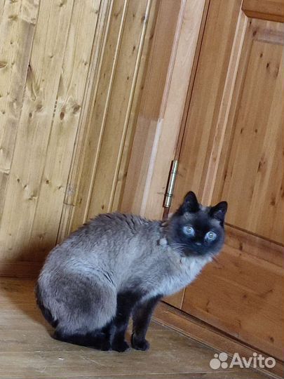 Кошка