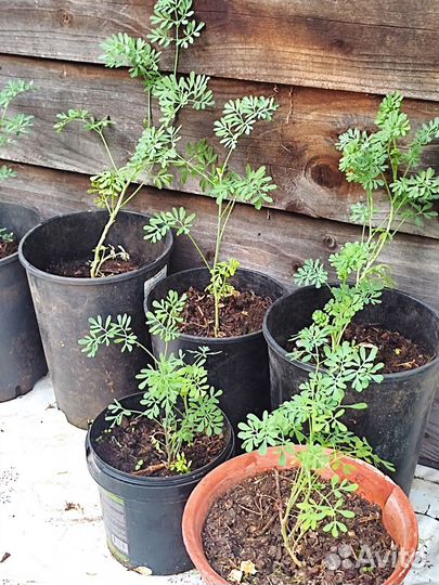 Растения для сада(хосты, рута, орешник и др.)