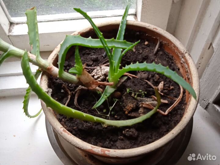 Алоэ лечебный