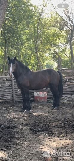 Жеребец тяжеловоз