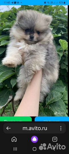 Померанский шпиц