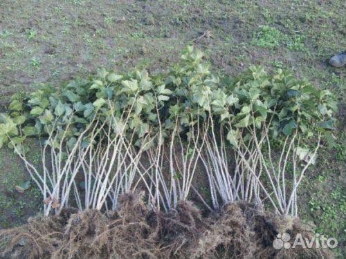 Красной смородины саженцы