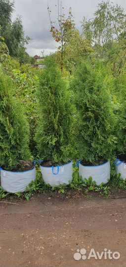 Туи для вашего участка