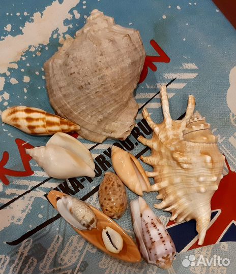 Набор ракушек