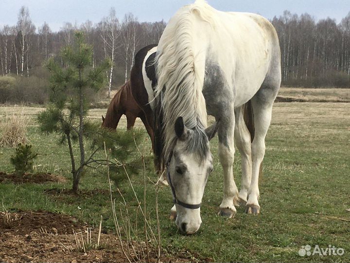 Продам лошадь