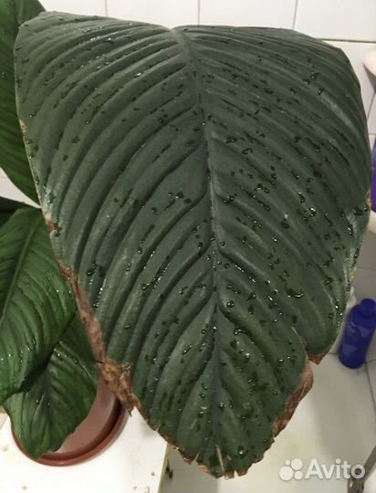 Спатифиллум сенсация