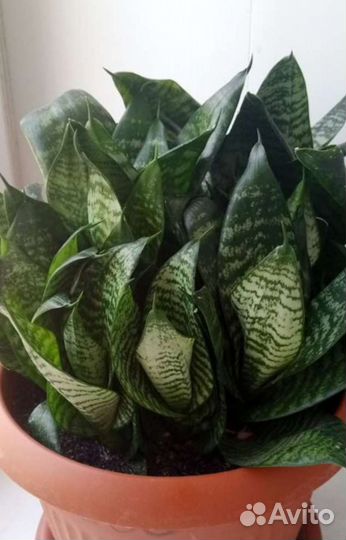 Комнатные цветы