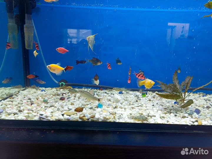 Аквариумные рыбки и растения (полностью аквариум)