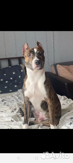 Стафо-овчарки