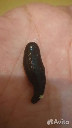 Восточные пиявки только круп опт