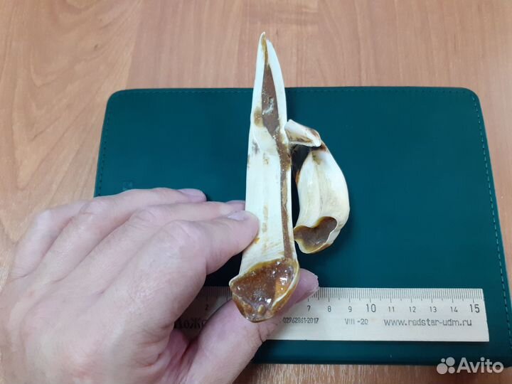 Клыки кабана