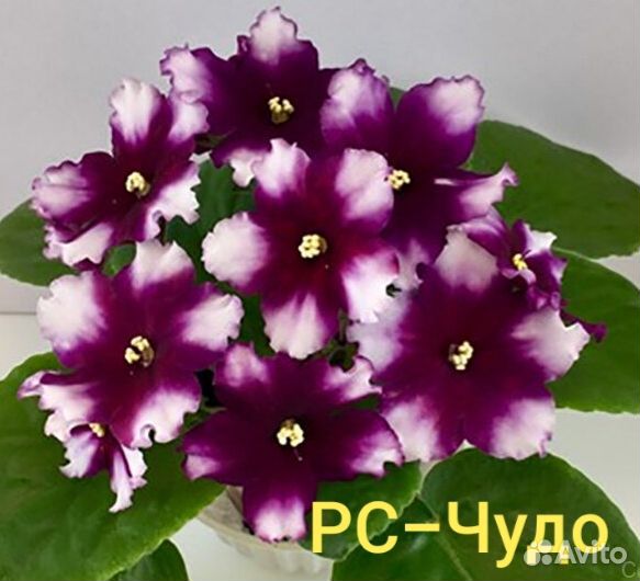 Детки сортовых фиалок