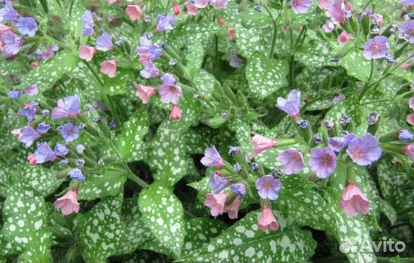 Многолетники для Вашего сада