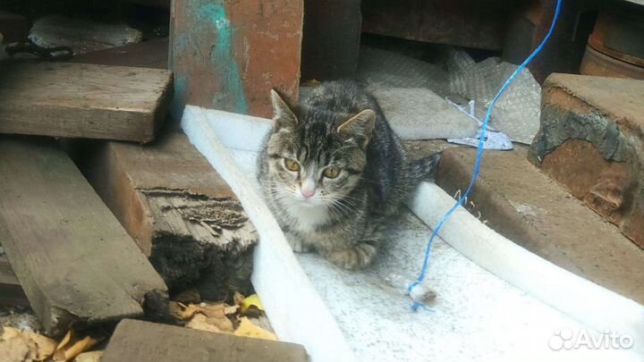 Отдам котенка в добрые руки