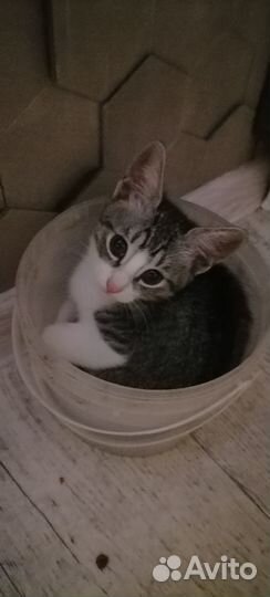 Отдам котят