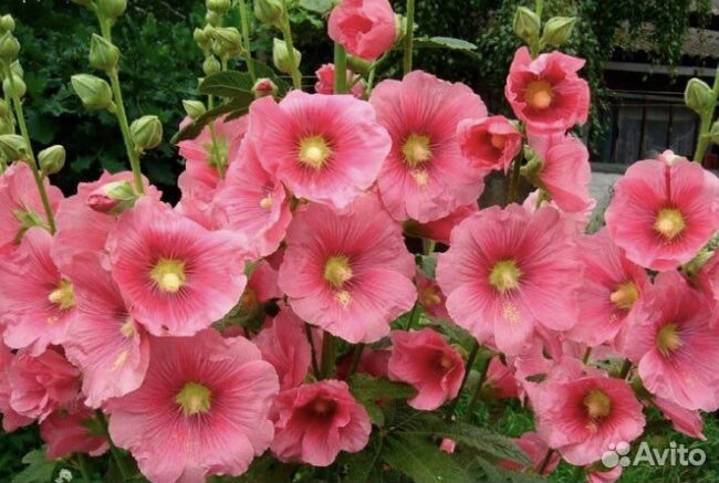 Саженцы мальва