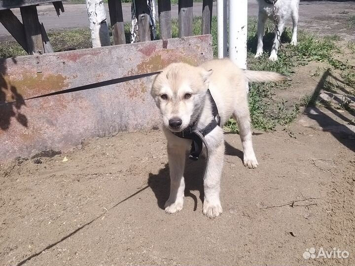 Отдам щенков в добрые руки