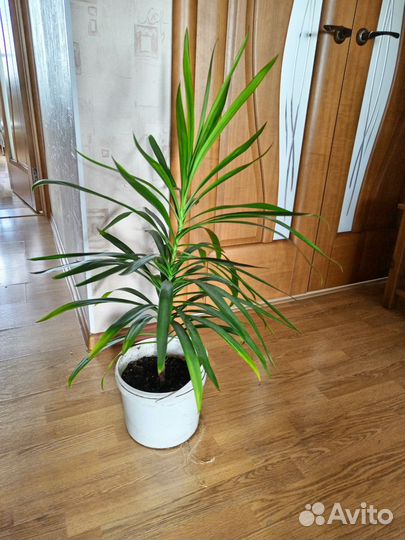 Пальма драцена