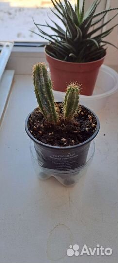 Кактусы и суккуленты