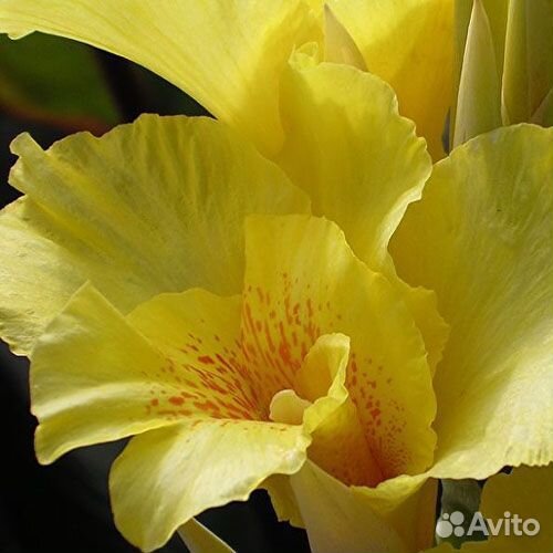 Канны Ричард Уоллес