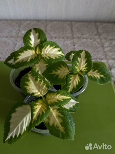 Калеусы сортовые