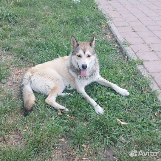 Хаски лайка