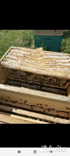 Мед башкирский цветочный