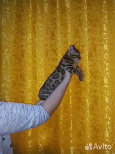 Бенгальская