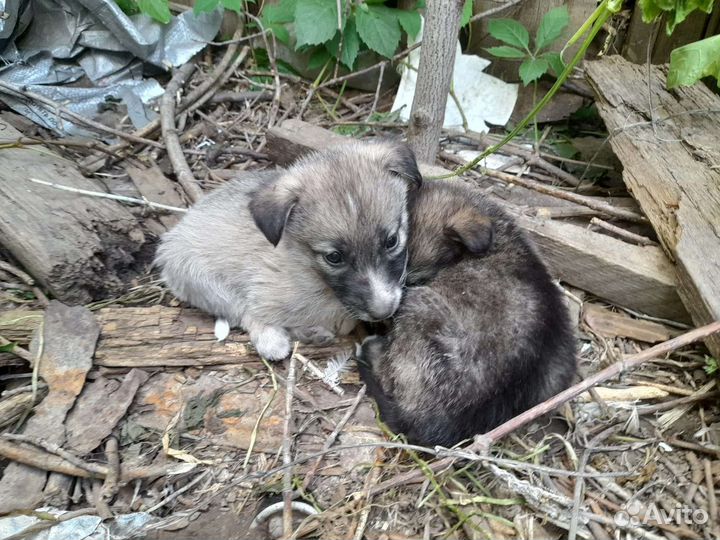 Щенки немецкой овчарки бесплатно